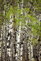 New leaves on a grove of aspen trees in springtime