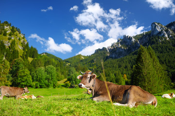 Fototapeta na wymiar Cows grazing in idyllic green meadow. Scenic view of Bavarian Alps with majestic mountains in the background.