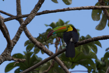 Toucan in the forest around Lamanai ruins, Belize