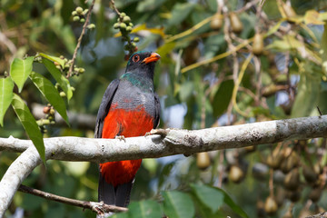Exotic colourful bird (trogon) on a brunch above Lamanai ruins, Belize