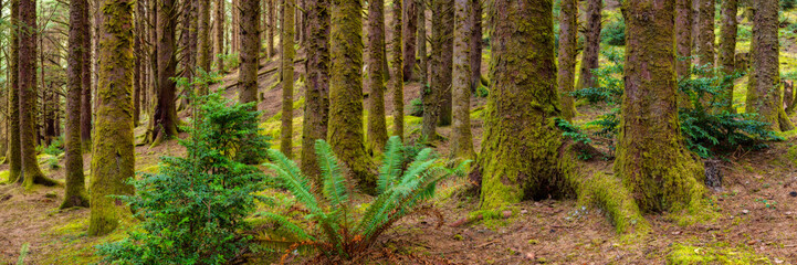 Panorama of a forest with moss covered tree trunks and ferns, Oregon, USA