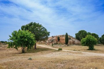 Fototapeta premium Olive trees at The Tombs of the Kings, Paphos, Cyprus