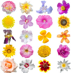 many flowers isolated on white