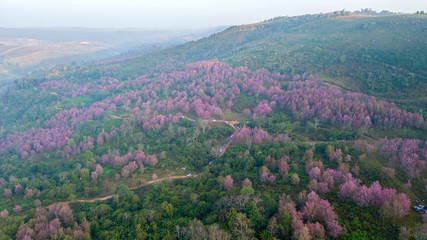 Pink sakura Flower or Wild Himalayan Cherry on mountain