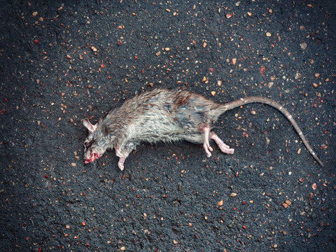 Dead rat on the asphalt in the neighborhood of people's housing where the toxic poison was planted from rodents. Rats spread plague and other infections - Rat Extermination