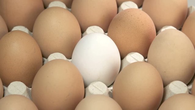 Individual White Egg  with Brown Eggs  In An Rotating Green  Carton Egg Tray