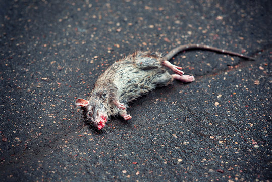 Dead rat on the asphalt in the neighborhood of people's housing where the toxic poison was planted from rodents . Infectious Diseases of Mice and Rats. Get Rid of Rats
