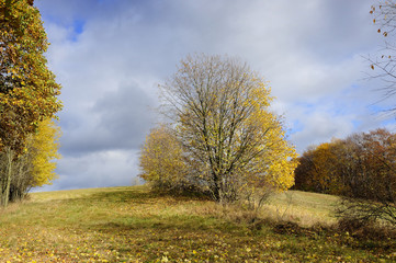 autumn, brown, forest, gold, horizontal, leaves, maple, nature, november, october, orange, outdoors, park, plant, scenics, season, tree, twig, vibrant, woods, yellow