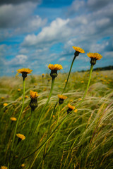 Field with feather grass and yellow flowers
