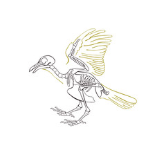 Bird skeleton. Isolated vector object on white background.