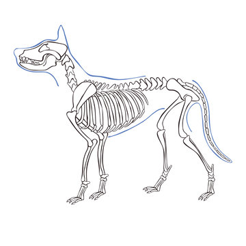 Dog skeleton. Isolated vector object on white background.