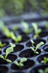Organic Vegetable Salad.