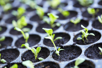 Organic Vegetable Salad.