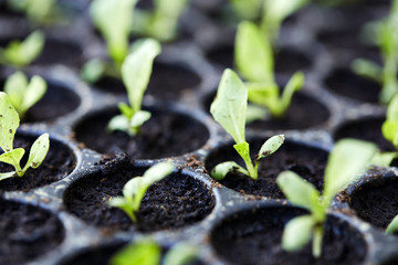 Organic Vegetable Salad.