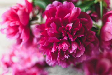 Opened red peony bud