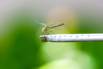 Before takeoff. Green dragonfly prepares to take off close up