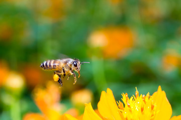 Flying Bee in the air