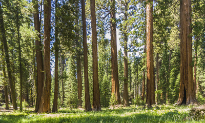 Fototapeta premium tall and big sequoias in sequoia national park