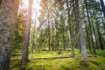 Pine forest with green moss and sunshine
