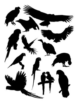 Condor and parrot birds animal detail silhouette.Vector, illustration. Good use for symbol, logo, web icon, mascot, sign, or any design you want.