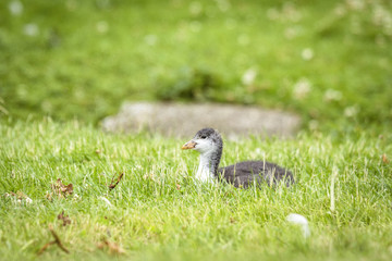 Coot chicken relaxing in the green grass
