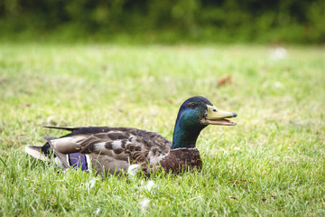 Male duck relaxing in the sun on green grass