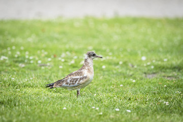 Young black-headed gull on green grass