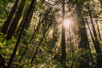 Muir Woods, California