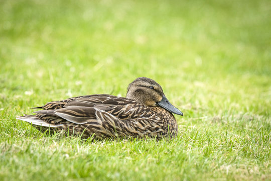 Female duck relaxing in the fresh green grass