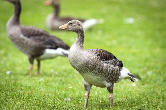 You goose standing on green grass with fluffy feathers