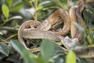 Fototapeta premium Brown tree snake in a snake farm in southern Vietnam