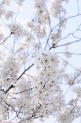 満開の桜
