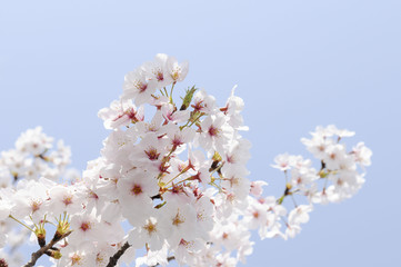 満開の桜