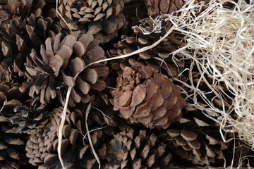 Pine & cedar cones with hay in interior design. Isolated.