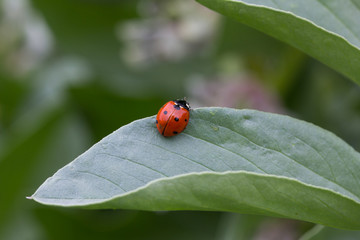 Obraz premium Mariquita de los siete puntos