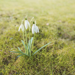 Spring Flower Snowdrop