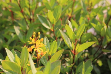 Tasmannia lanceolata or Mountain Pepper green leaves, red stems, and yellow flowers lined up translucent from warm sun light in forest