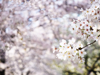 さくら咲く小道