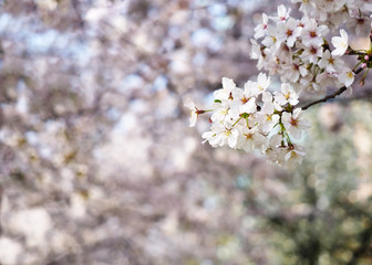 桜咲く道