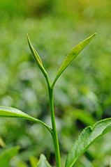 Green tea bud and fresh leaves. Tea plantations. 