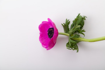 Anemones on white background