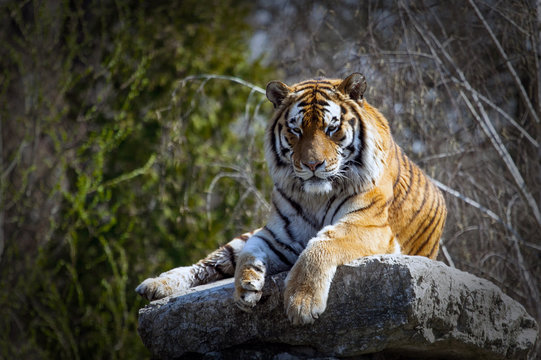 the tiger lies on the rock