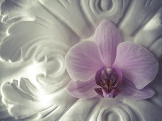 Pink orchid on a classic rosette