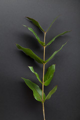 Close up shot of eucalyptus branch with green leaves on gray background
