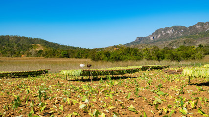 Fototapeta na wymiar Tabakfelder in Vinales kurz nach der ernte
