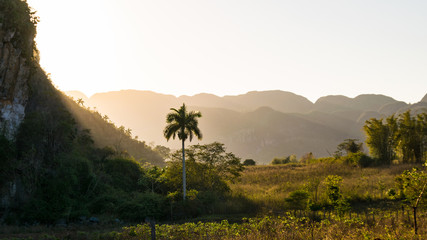 Palme im Sonnenuntergang im Vinales Tal in Kuba