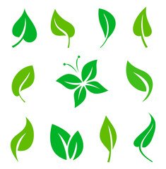 Set of green leaves design elements.