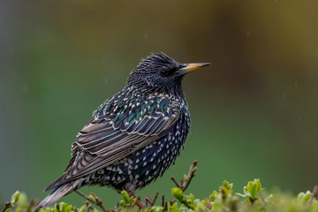 Starling on the tree. European Starling (Sturnus vulgaris)