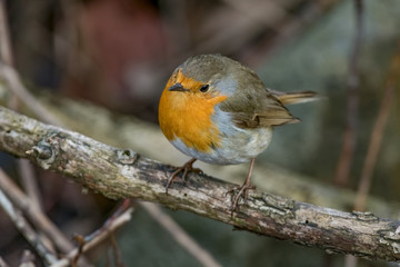 European robin tweeting on a tree branch in garden.