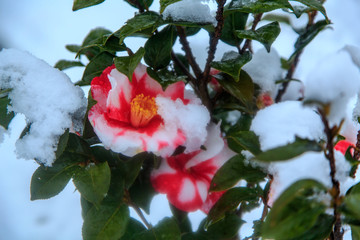 なごり雪と椿